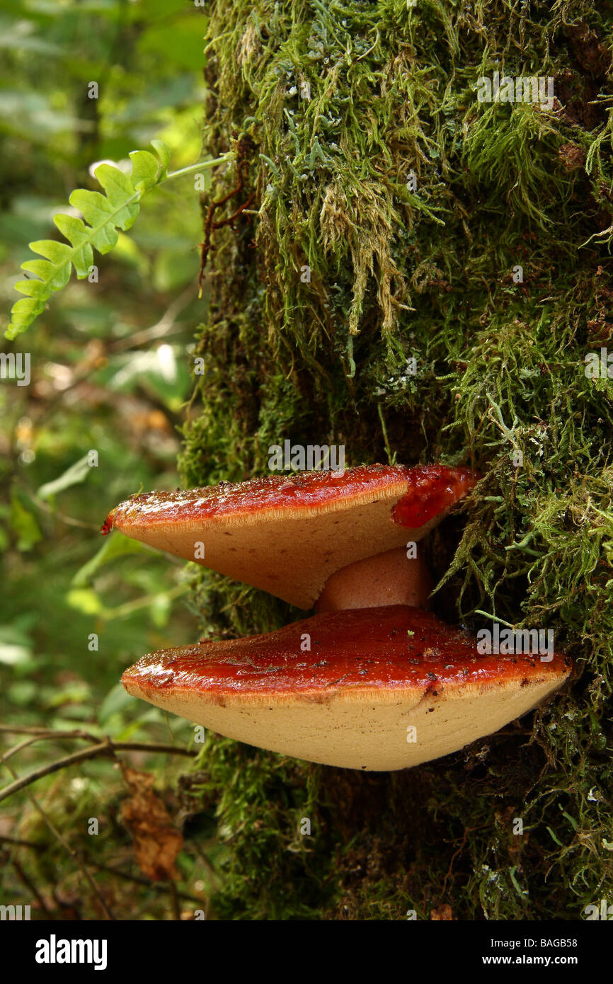 Two young Beefsteak fungi Fistulina hepatica growing on the trunk of a tree in the Limousin region of France Stock Photo