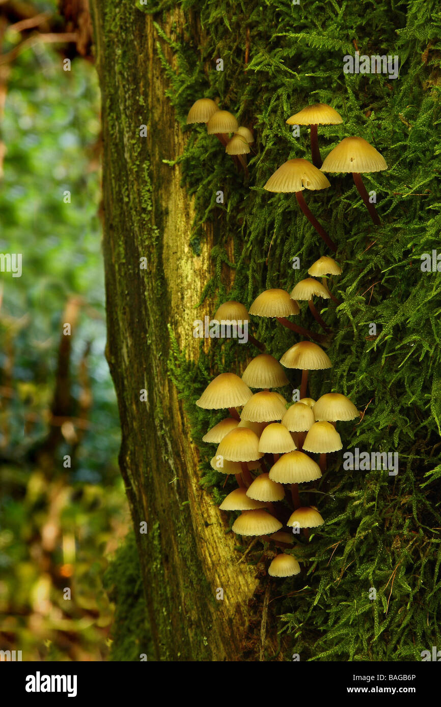 A colony of fungi on the side of a tree Limousin France Stock Photo