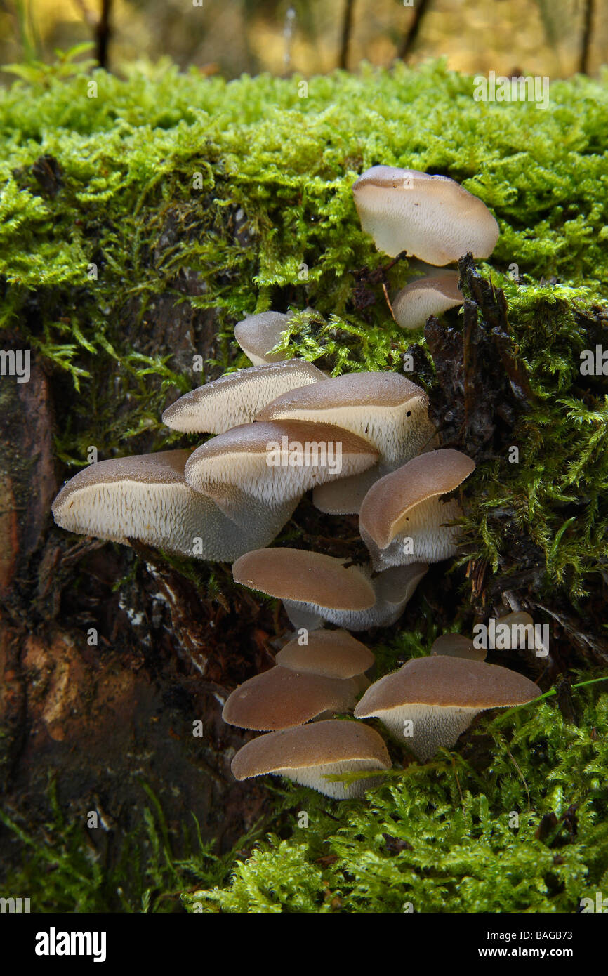 A colony of Jelly tongue fungi Pseudohydnum gelatinosum on an old tree stump Limousin France Stock Photo