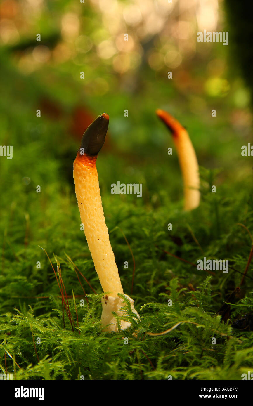 Two Dog Stinkhorn fungi Mutinus caninus growing in mossy woodland Limousin France Stock Photo
