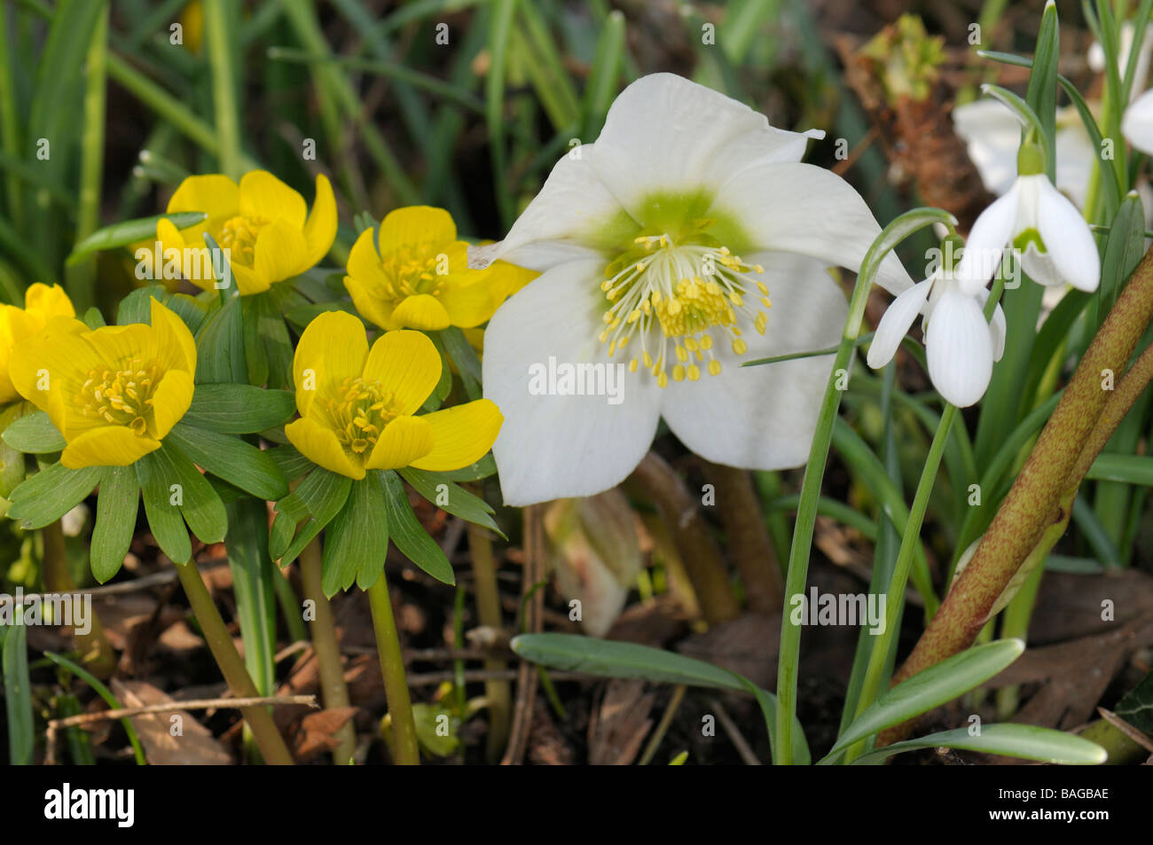 Winter Aconite, Common Snowdrop and Christmas Rose herold the coming of spring Stock Photo