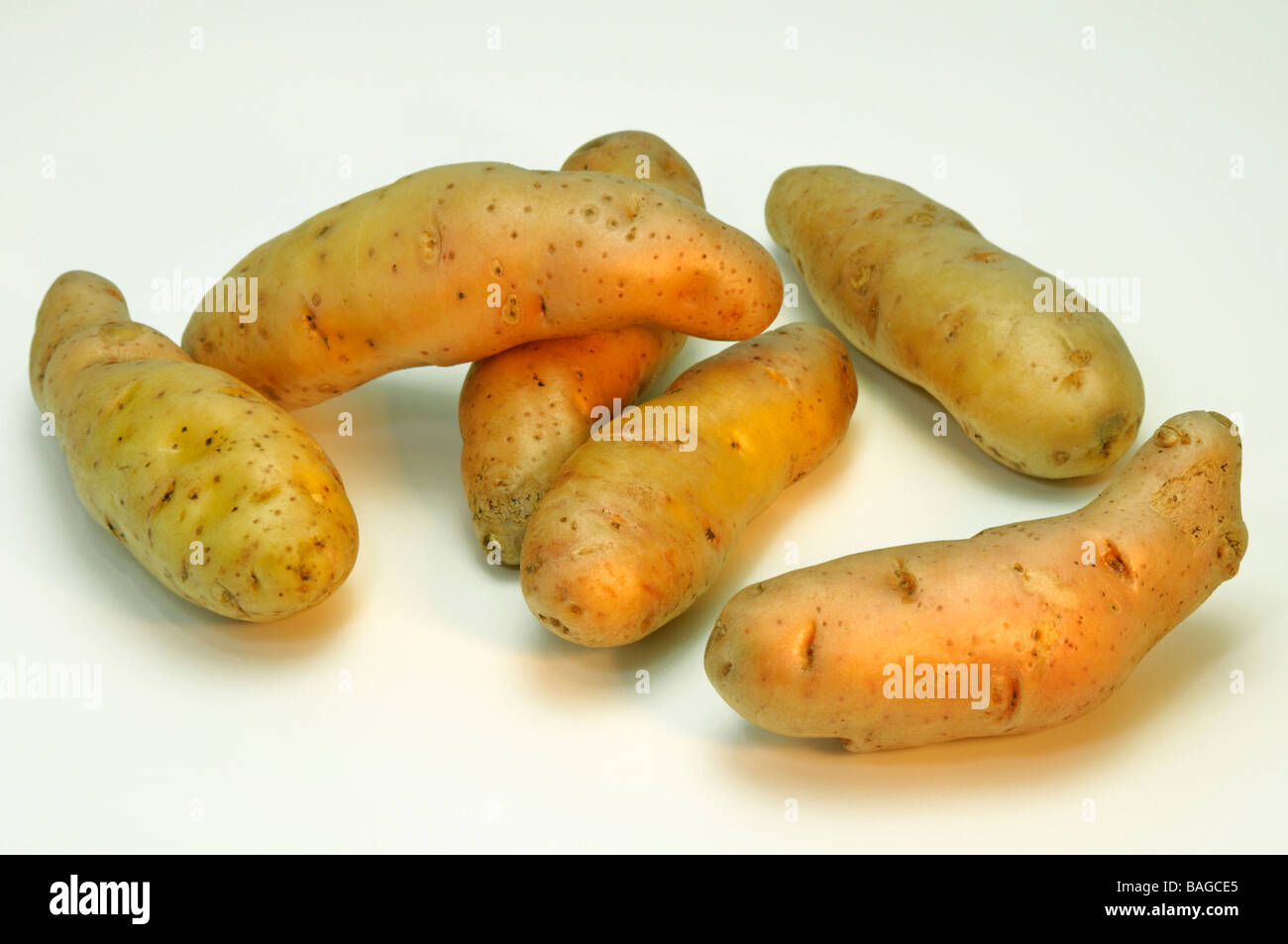 Potato (Solanum tuberosum), variety: Pink Fir Apple, studio picture Stock Photo