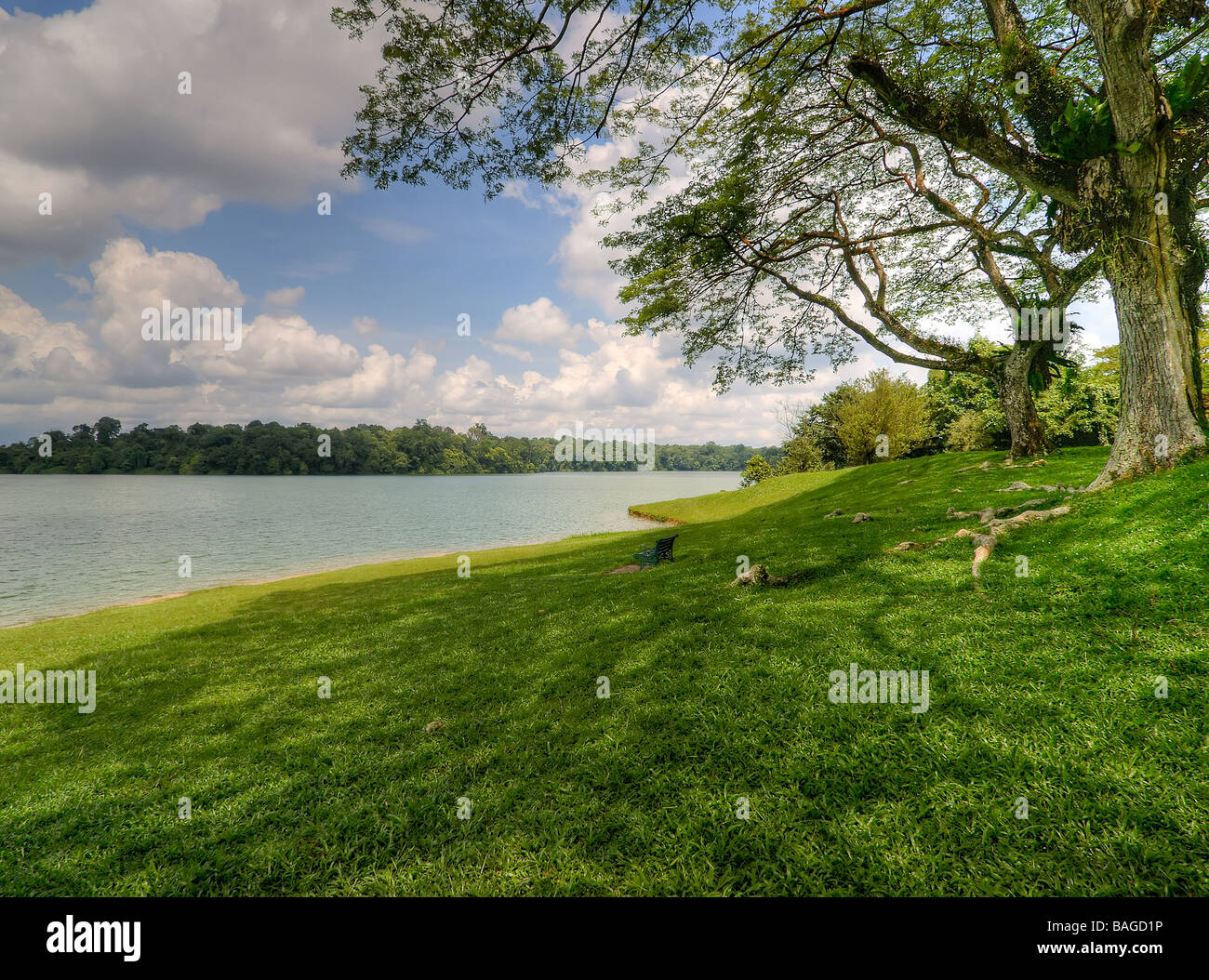 Under A Large Tree's Canopy on the Lake Shore Stock Photo