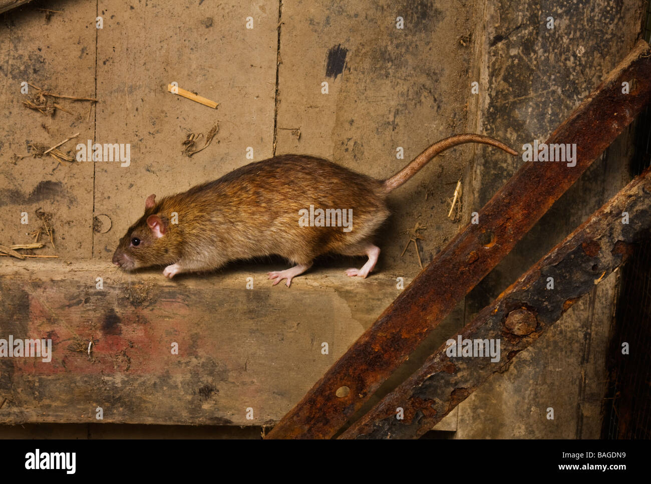 Vermin and rats hires stock photography and images Alamy