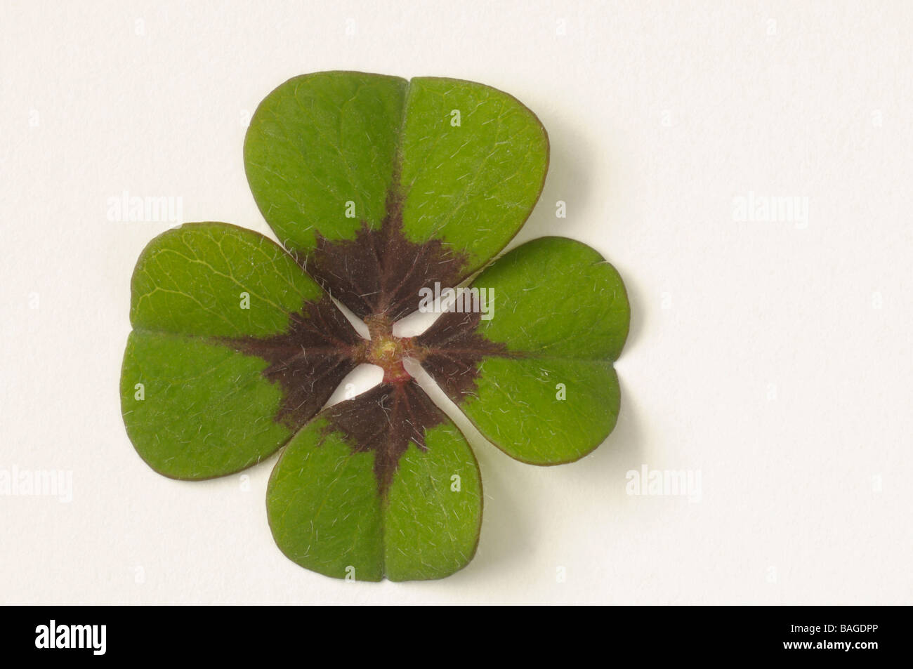 Good Lucky Leaf, Lucky Clover (Oxalis deppei, Oxalis tetraphylla), leaf, studio picture Stock Photo