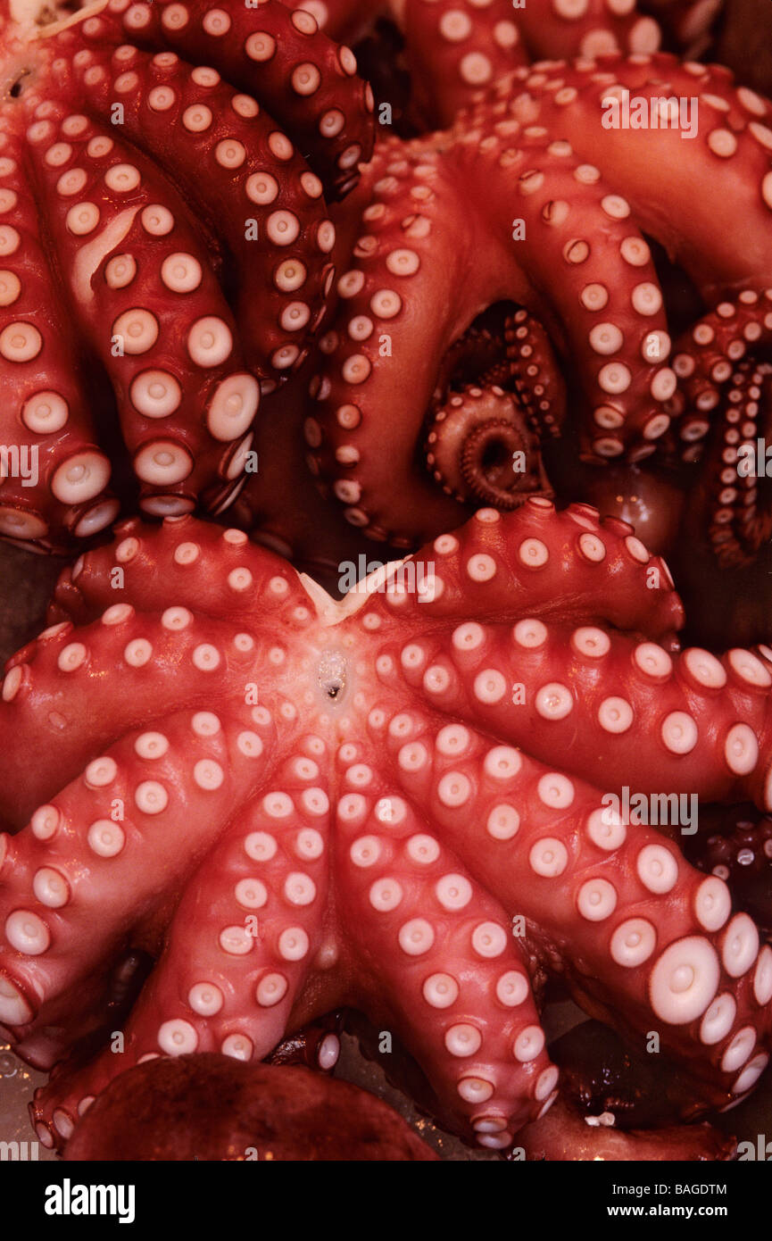 Tokyo Octopus Octopus japan hi-res stock photography and images - Alamy