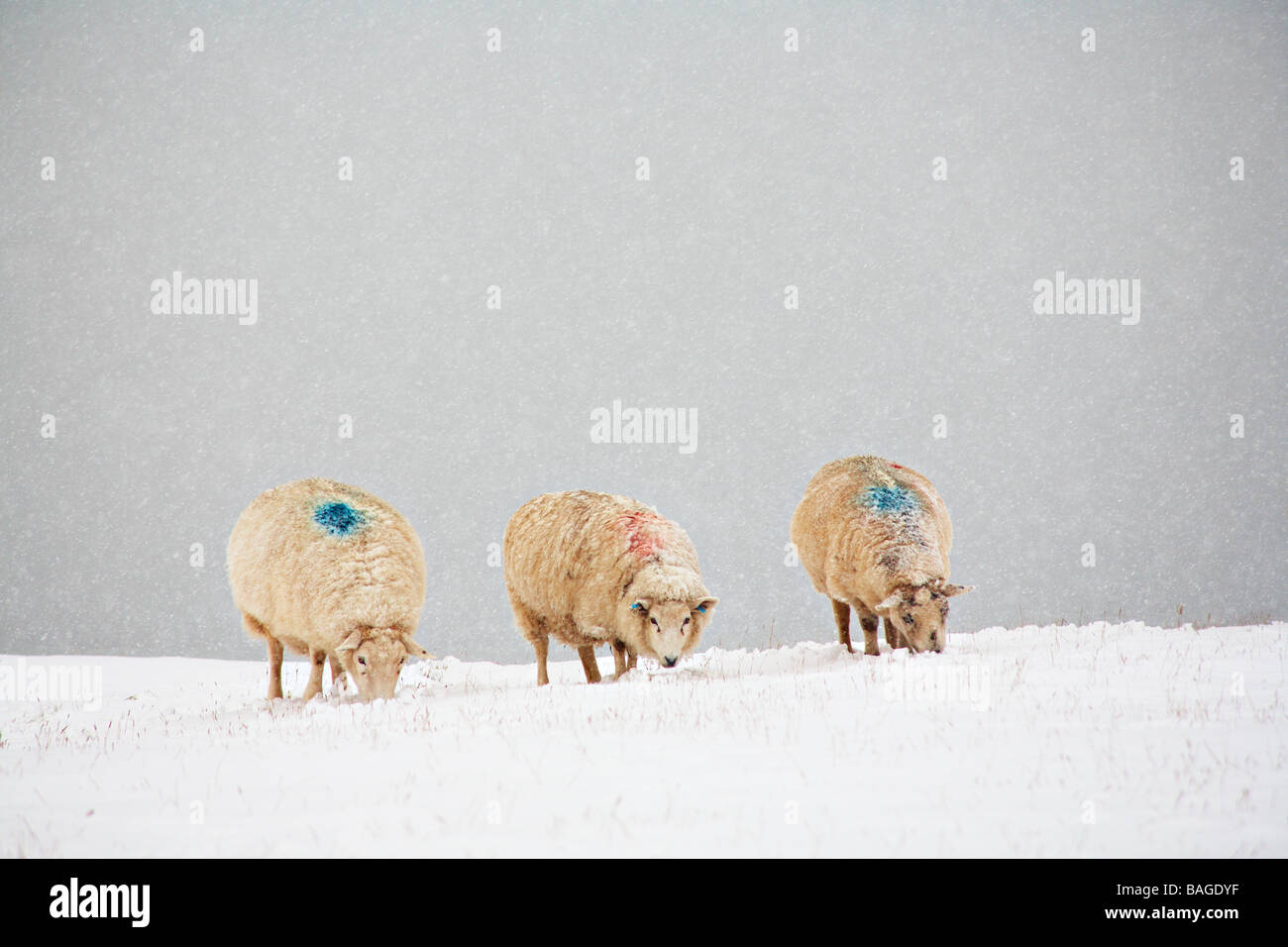 Three Sheep in Snow Stock Photo