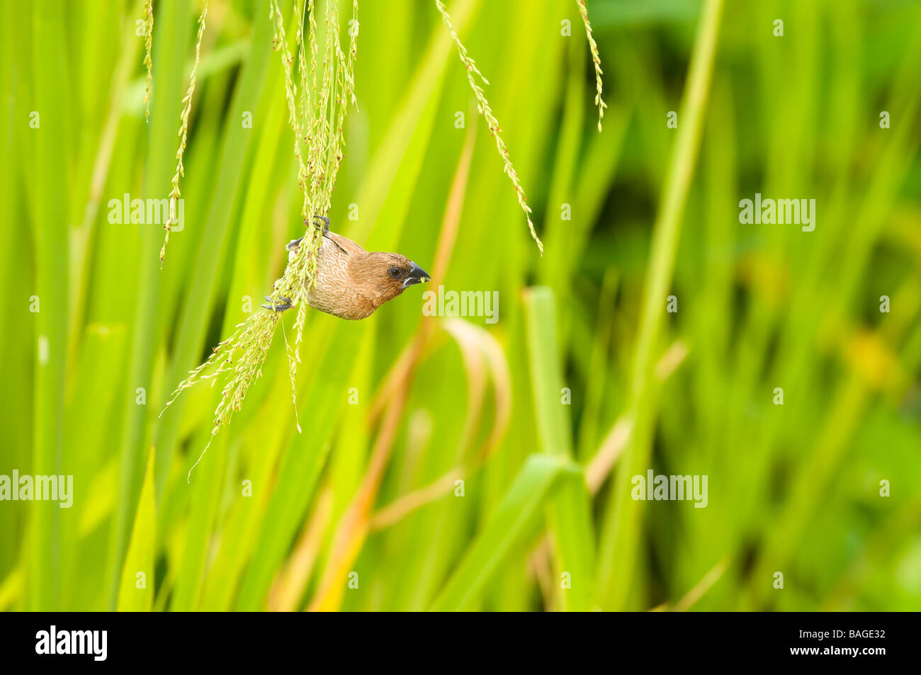 Munia Feeding on Grass Seeds Stock Photo - Alamy