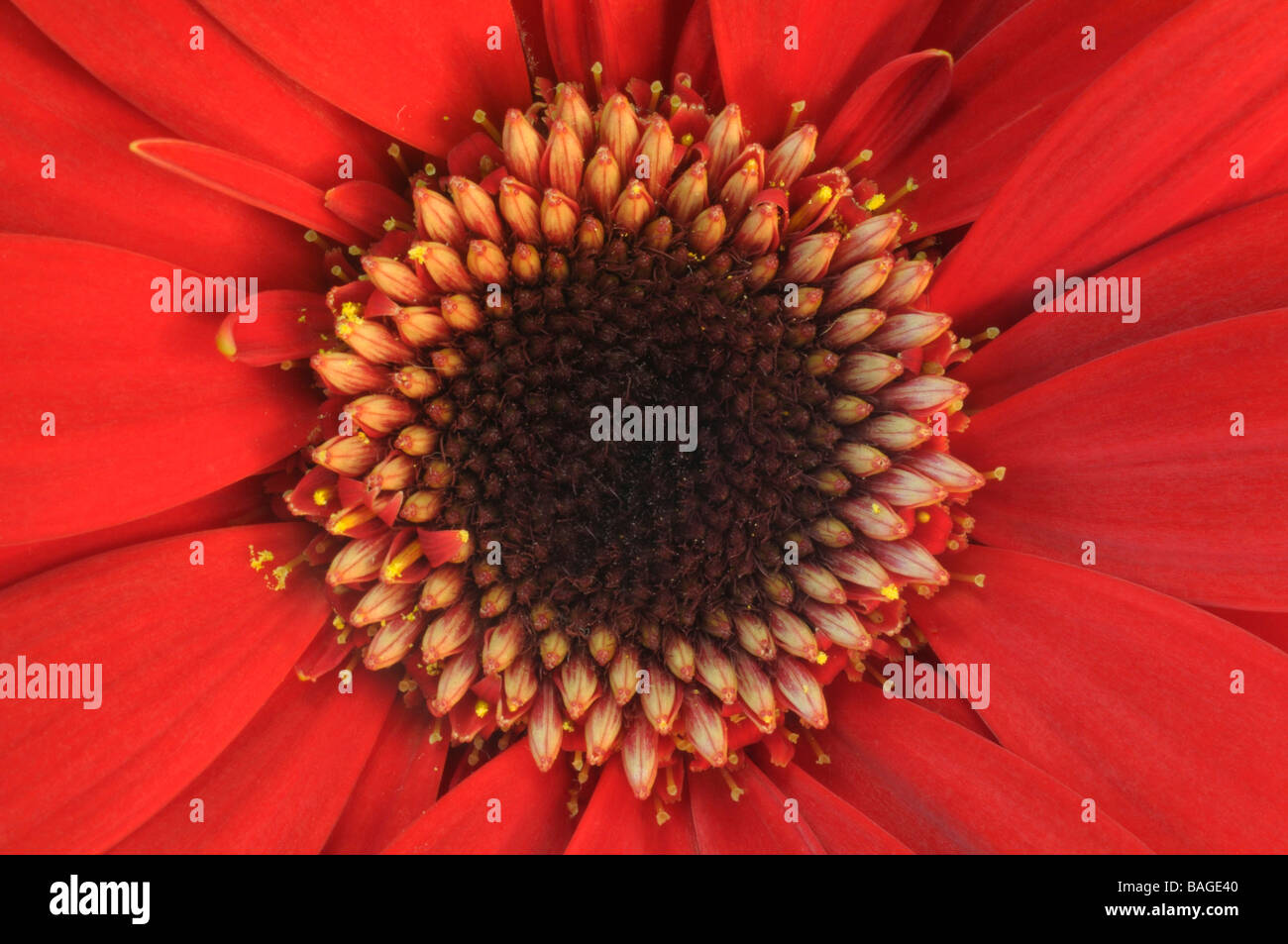 Barberton Daisy, Gerbera, Transvaal Daisy (Gerbera jamesonii), detail of center of flower Stock Photo