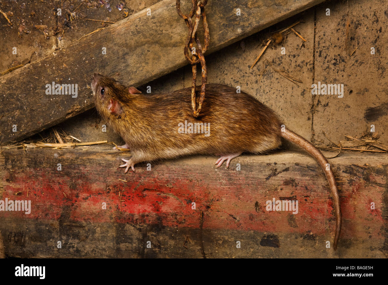 Brown  rat climbing a barn door Stock Photo