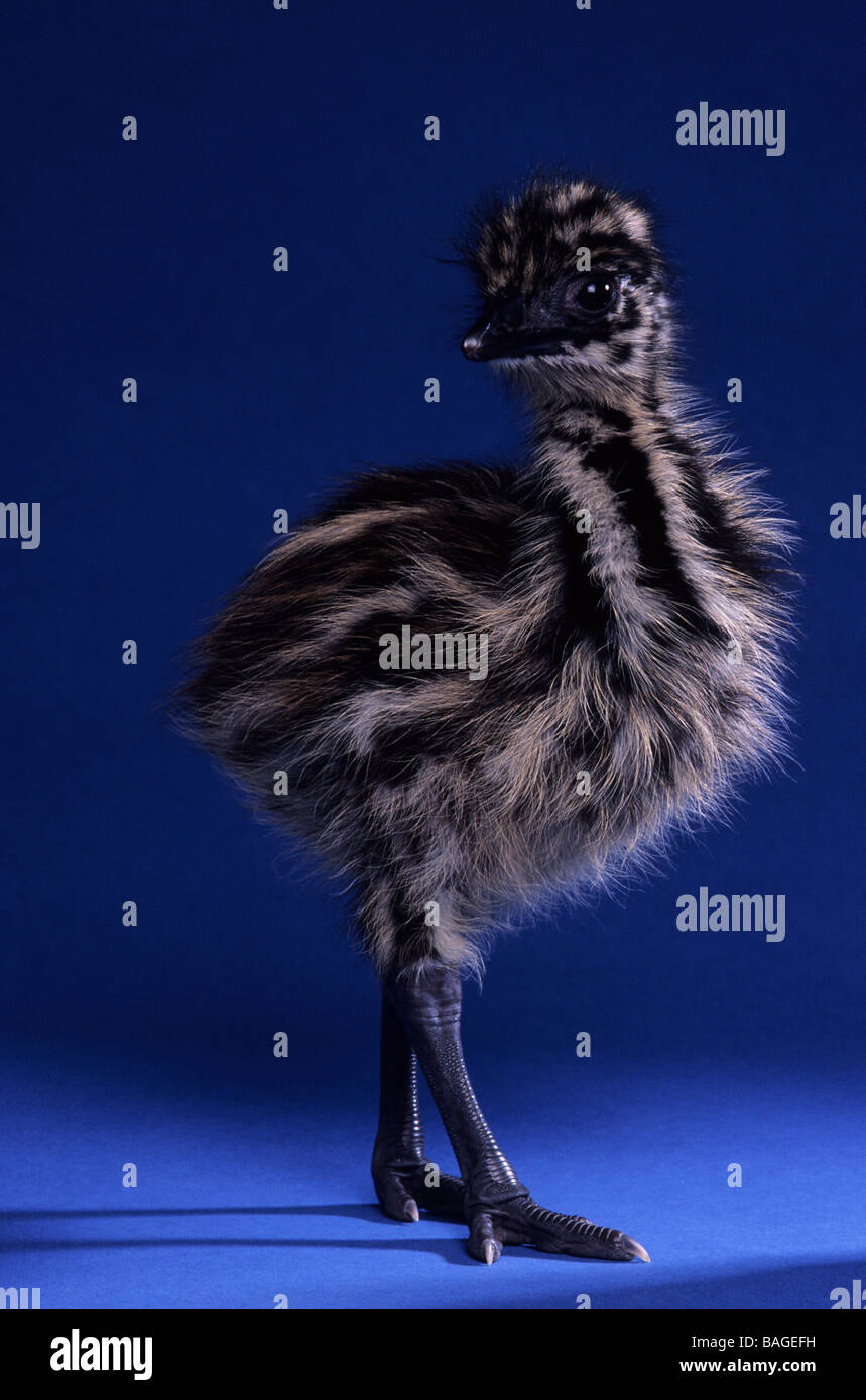Newly hatched emu hires stock photography and images Alamy