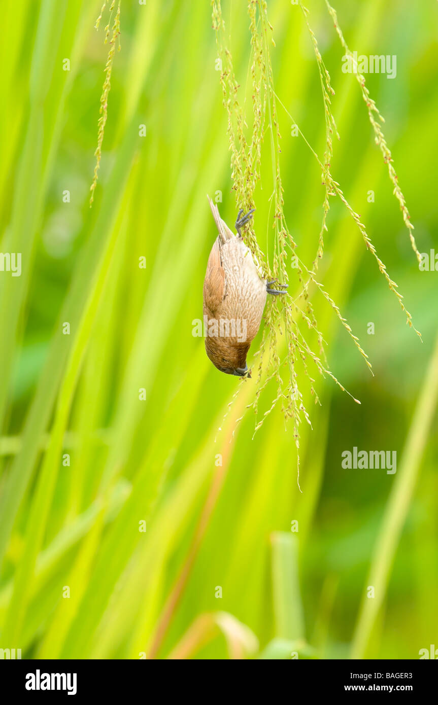 Bird Feeding on Grass Seeds Stock Photo Alamy