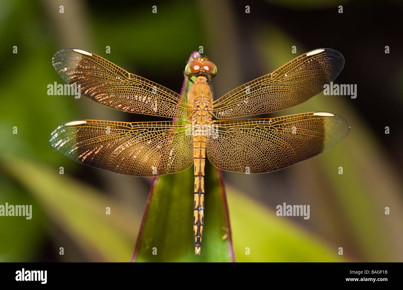 Dragonfly Odonata Peleliu Island Micronesia Palau Stock Photo