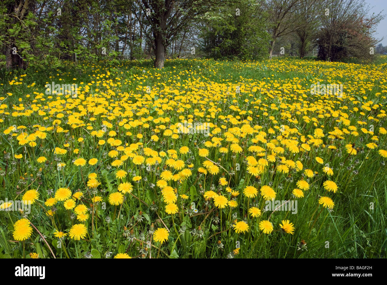 Mass of Dandelions (Taraxacum). Surrey, UK Stock Photo