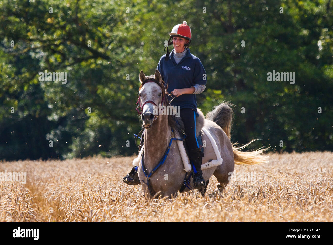 Pretty young woman horse riding in a cornfield in Devon Stock Photo