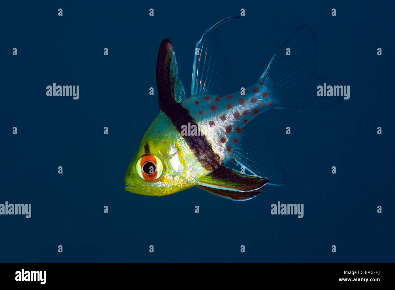 Pyjama Cardinalfish Sphaeramia nematoptera Micronesia Palau Stock Photo ...