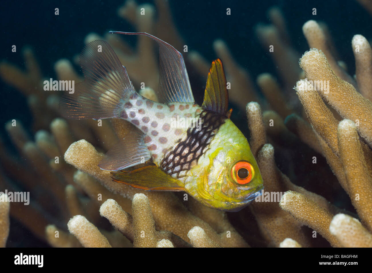 Pyjama Cardinalfish Sphaeramia nematoptera Micronesia Palau Stock Photo