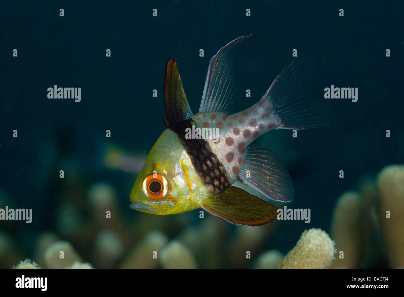 Pyjama Cardinalfish Sphaeramia nematoptera Micronesia Palau Stock Photo