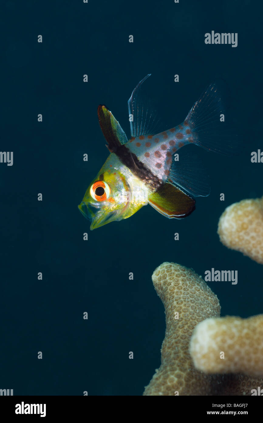 Pyjama Cardinalfish Sphaeramia nematoptera Micronesia Palau Stock Photo ...