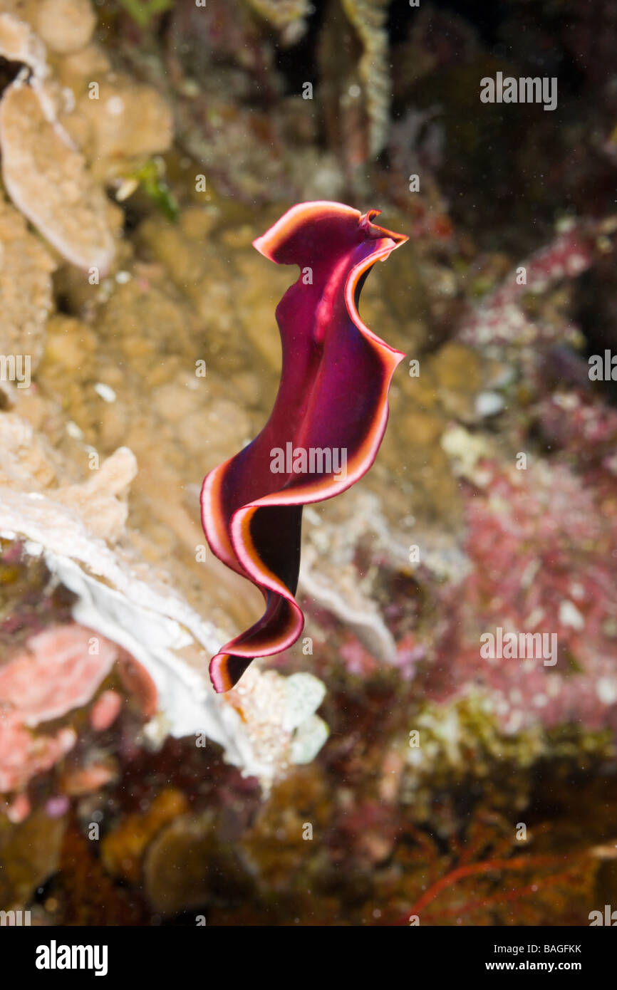 Swimming Flatworm Pseudoceros spec Short Dropoff Micronesia Palau Stock Photo