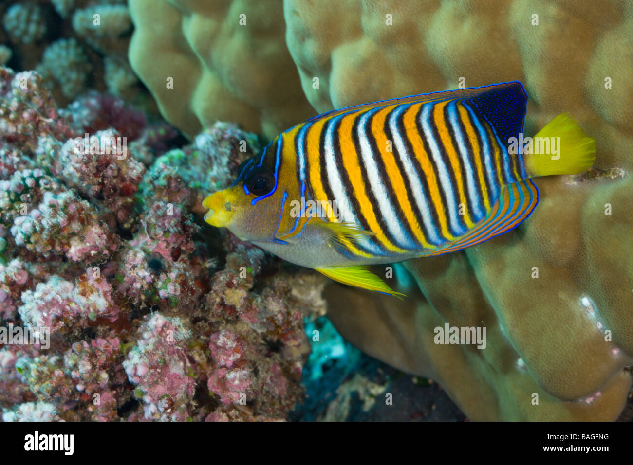 Regal Angelfish Pygoplites diacanthus Turtle Cove Micronesia Palau Stock Photo