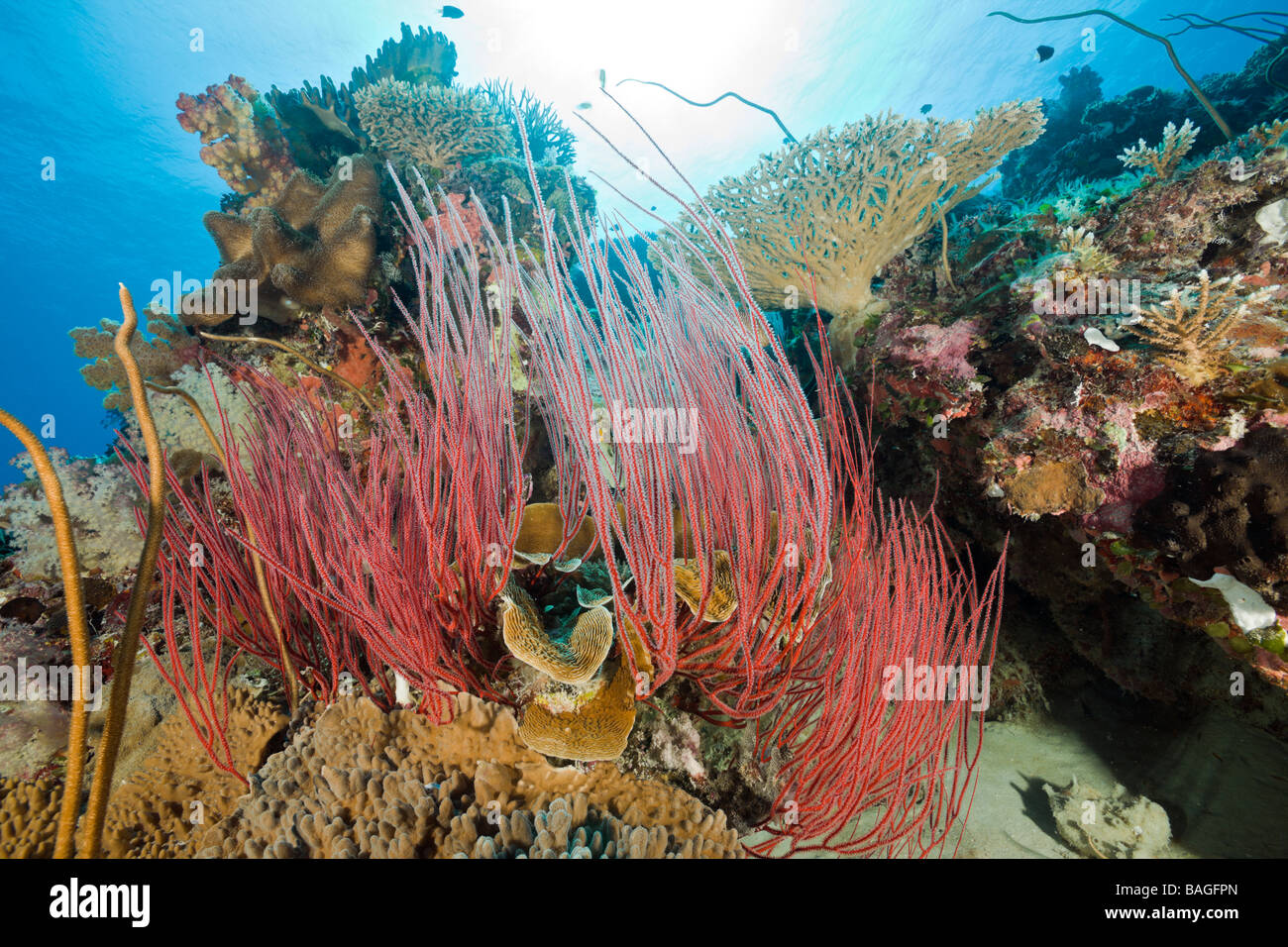 Reef with Whip Corals Ellisella ceratophyta Junceella fragilis Ulong Channel Micronesia Palau Stock Photo