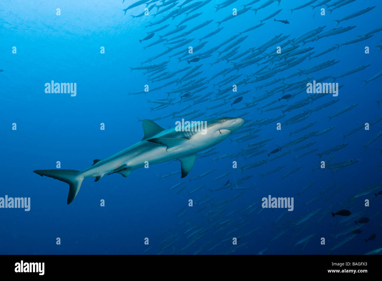 Grey Reef Shark and Barracudas Carcharhinus amblyrhynchos Ulong Channel Micronesia Palau Stock Photo