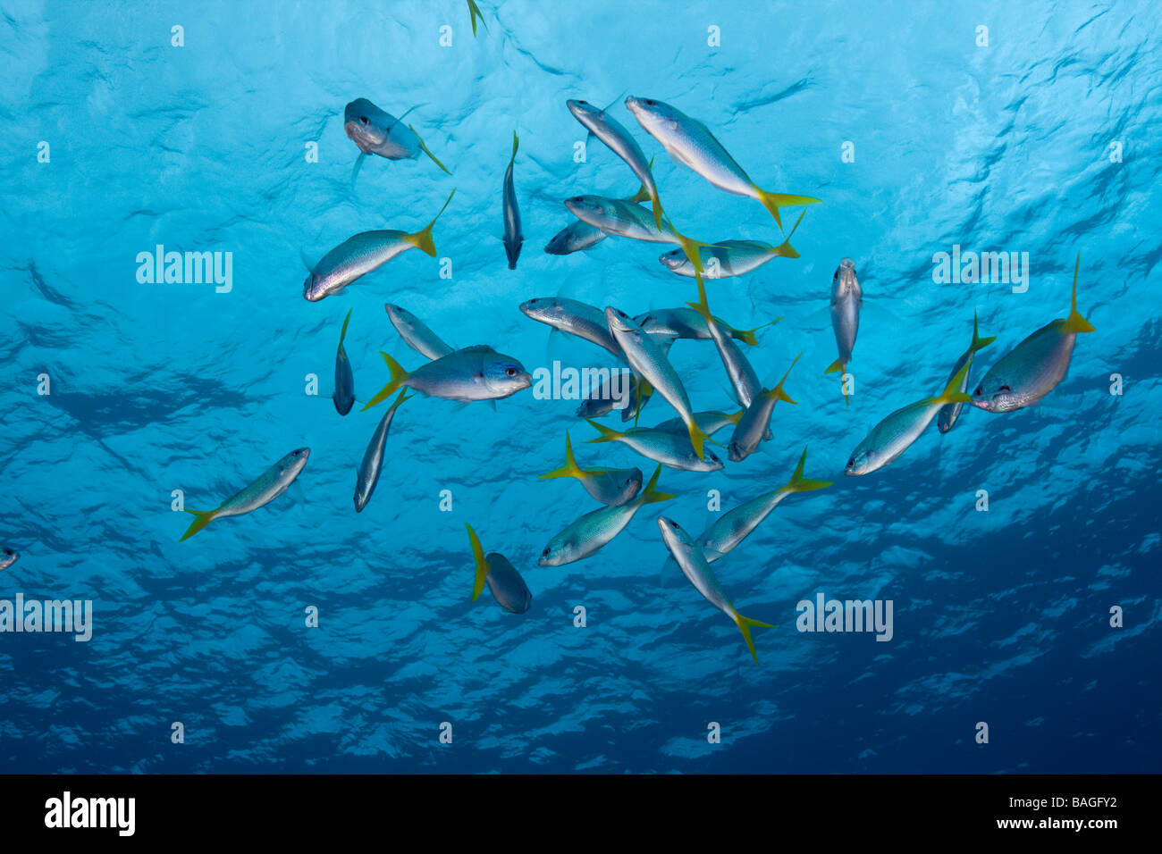 Shoal of Robust Fusilier Caesio cuning Ulong Channel Micronesia Palau Stock Photo