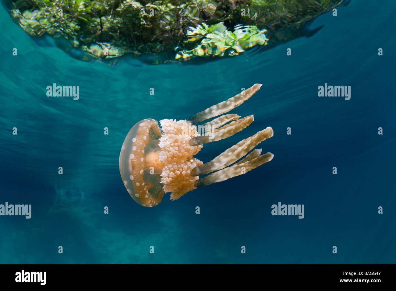 Mastigias Jellyfish Matigias papua Risong Bay Micronesia Palau Stock Photo