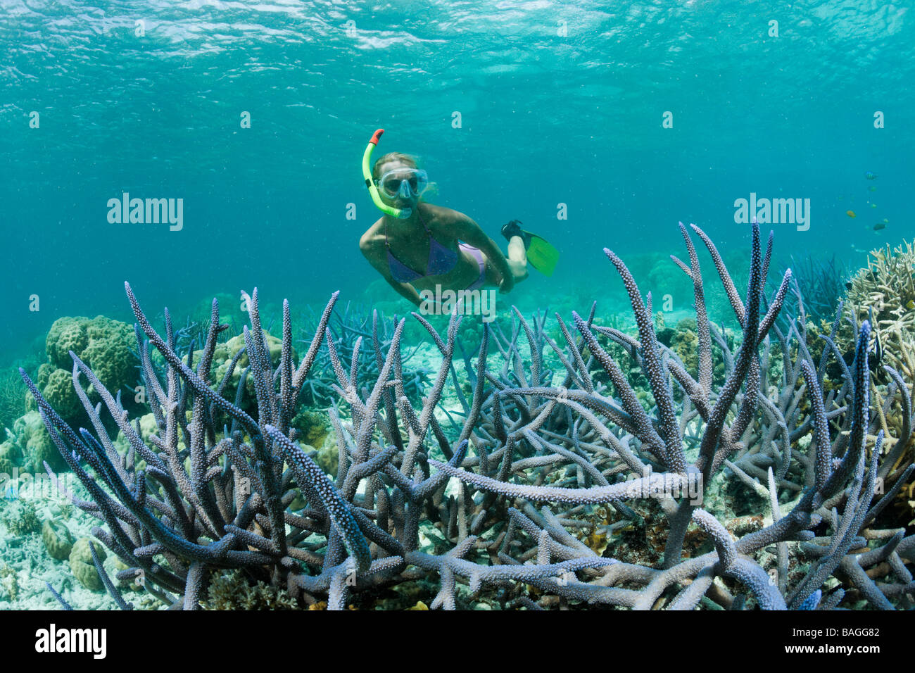 Skin Diver at Shallow Reef Micronesia Palau Stock Photo Alamy