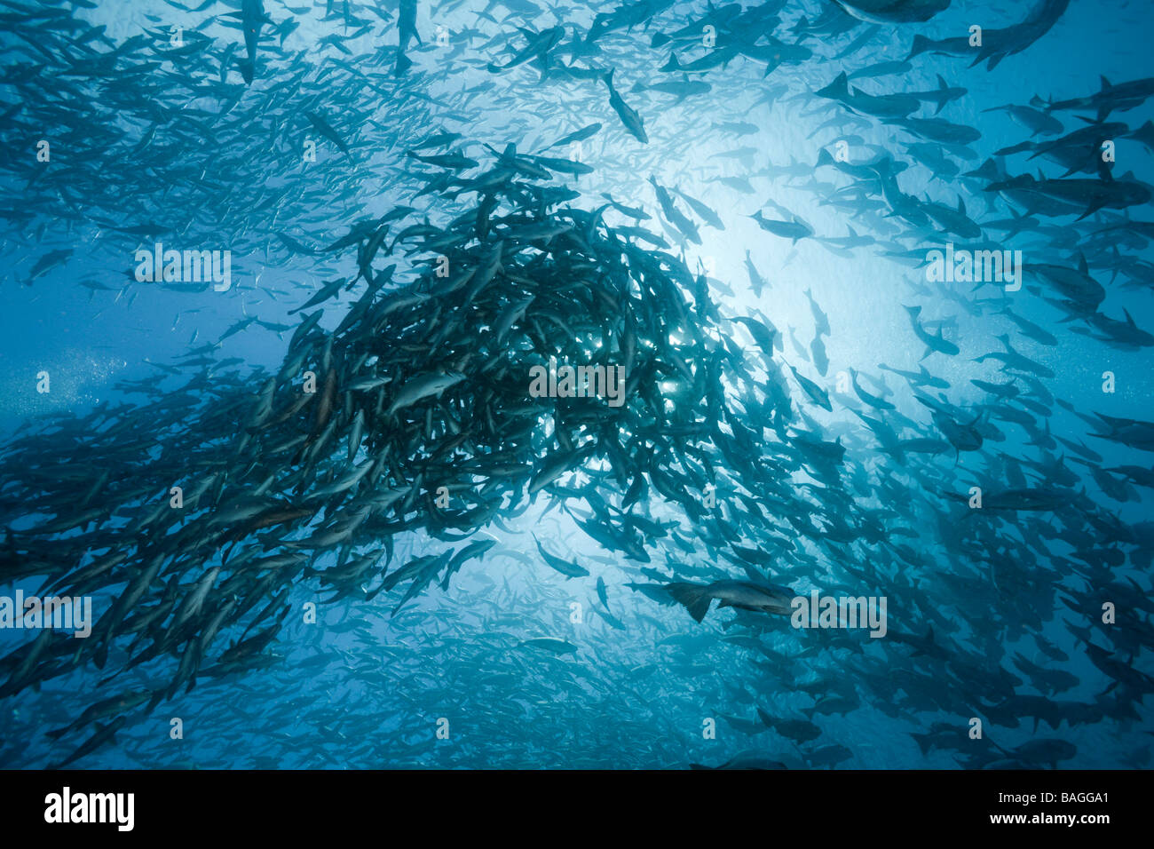 Shoal of Rudderfish laying Eggs in Open Water Kyphosus cinerascens German Channel Micronesia Palau Stock Photo