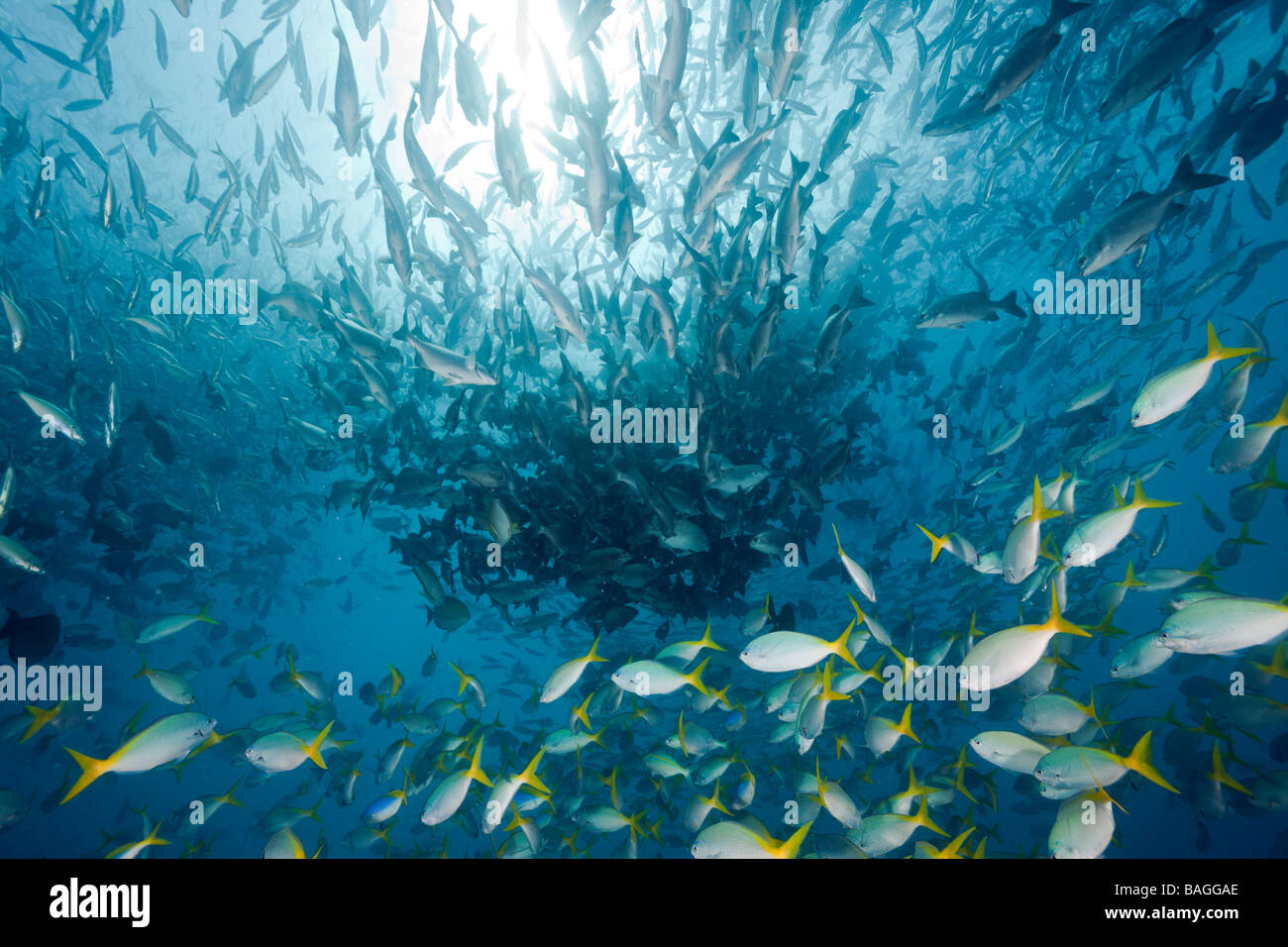 Shoal of Robust Fusilier and Rudderfish Caesio cuning Kyphosus cinerascens German Channel Micronesia Palau Stock Photo