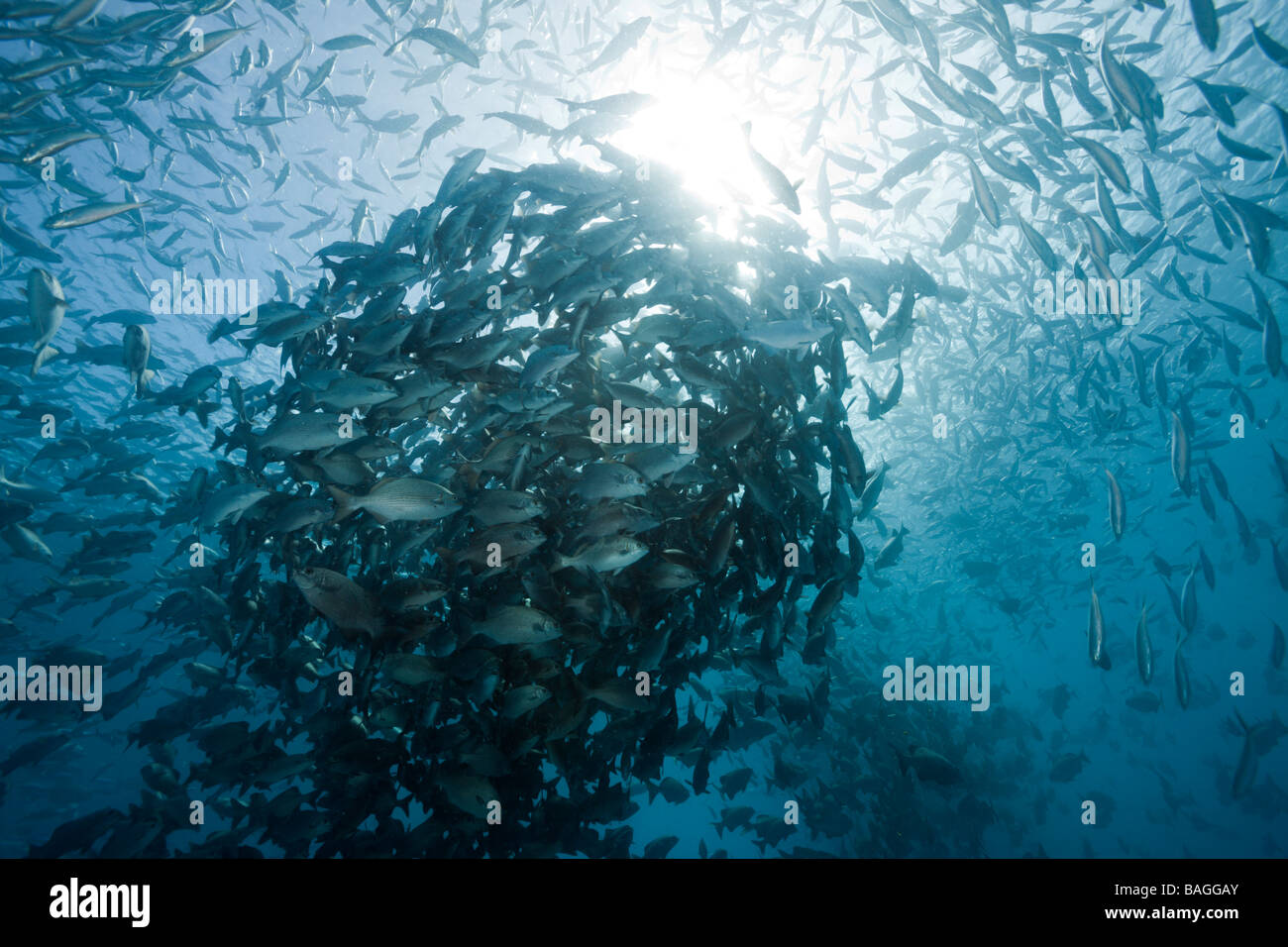 Shoal of Rudderfish laying Eggs in Open Water Kyphosus cinerascens German Channel Micronesia Palau Stock Photo