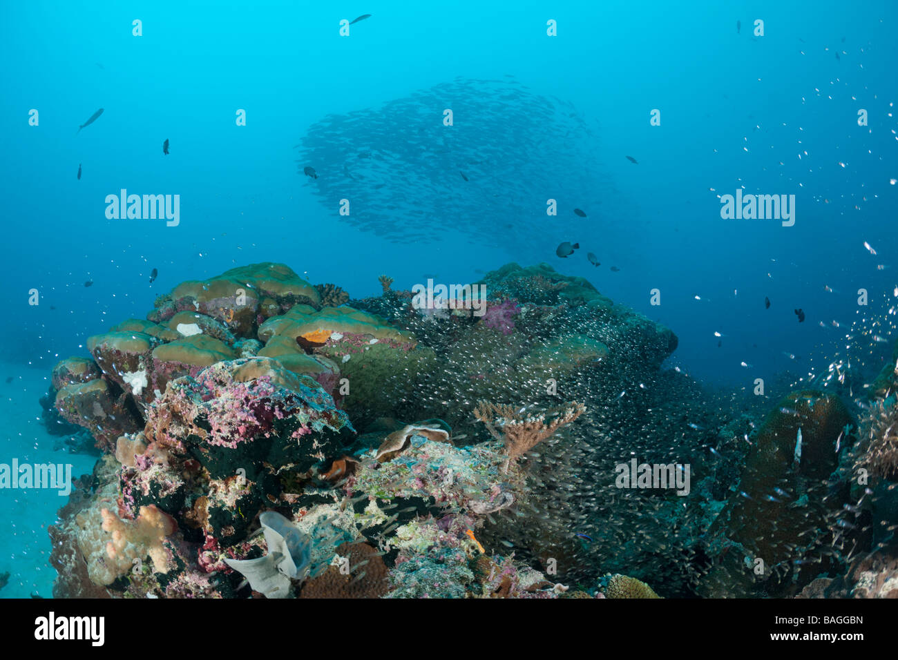 Reef with Pygmy Sweepers Parapriacanthus ransonneti German Channel Micronesia Palau Stock Photo
