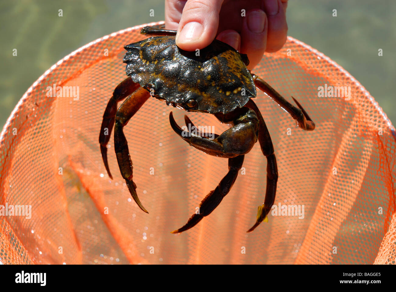 Fishing for crabs, crab and fishig net Stock Photo Alamy