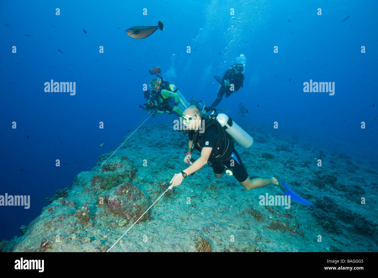 Diver use Reef Hook in Current Blue Corner Micronesia Palau Stock Photo