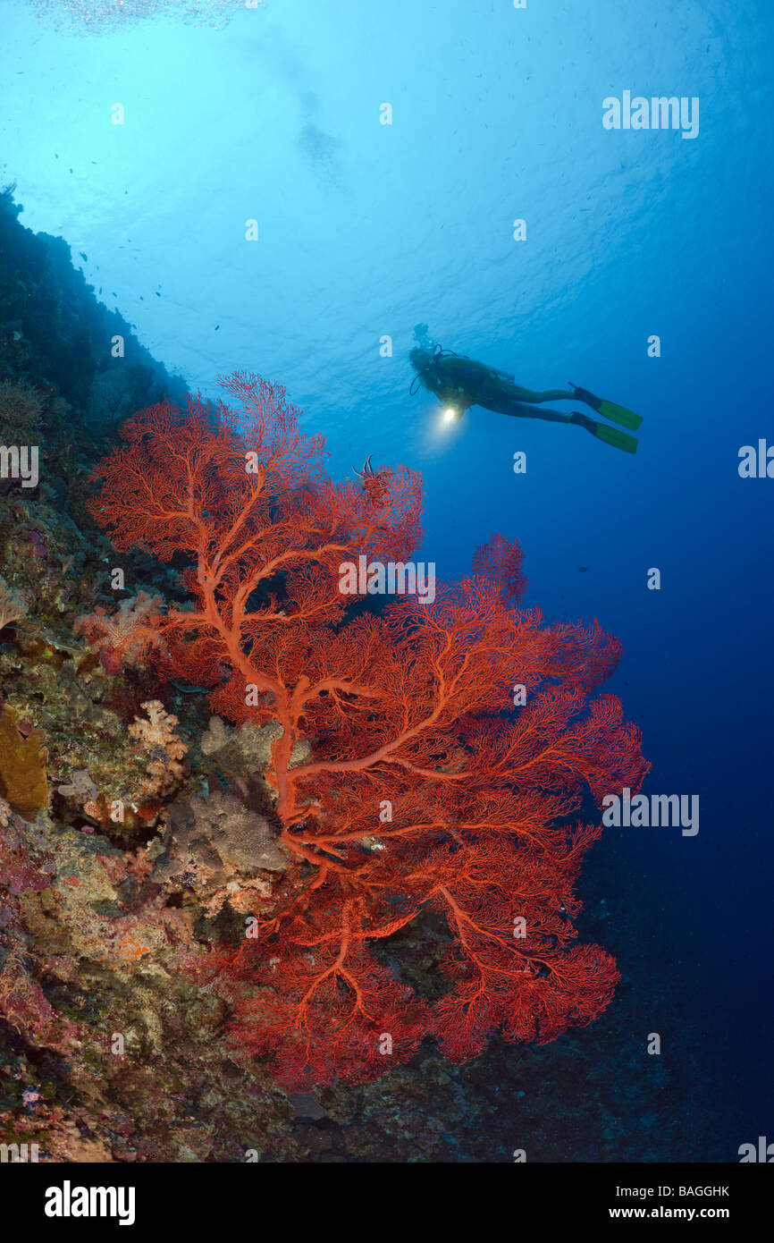 Diver and Sea Fan Melithaea Peleliu Wall Micronesia Palau Stock Photo