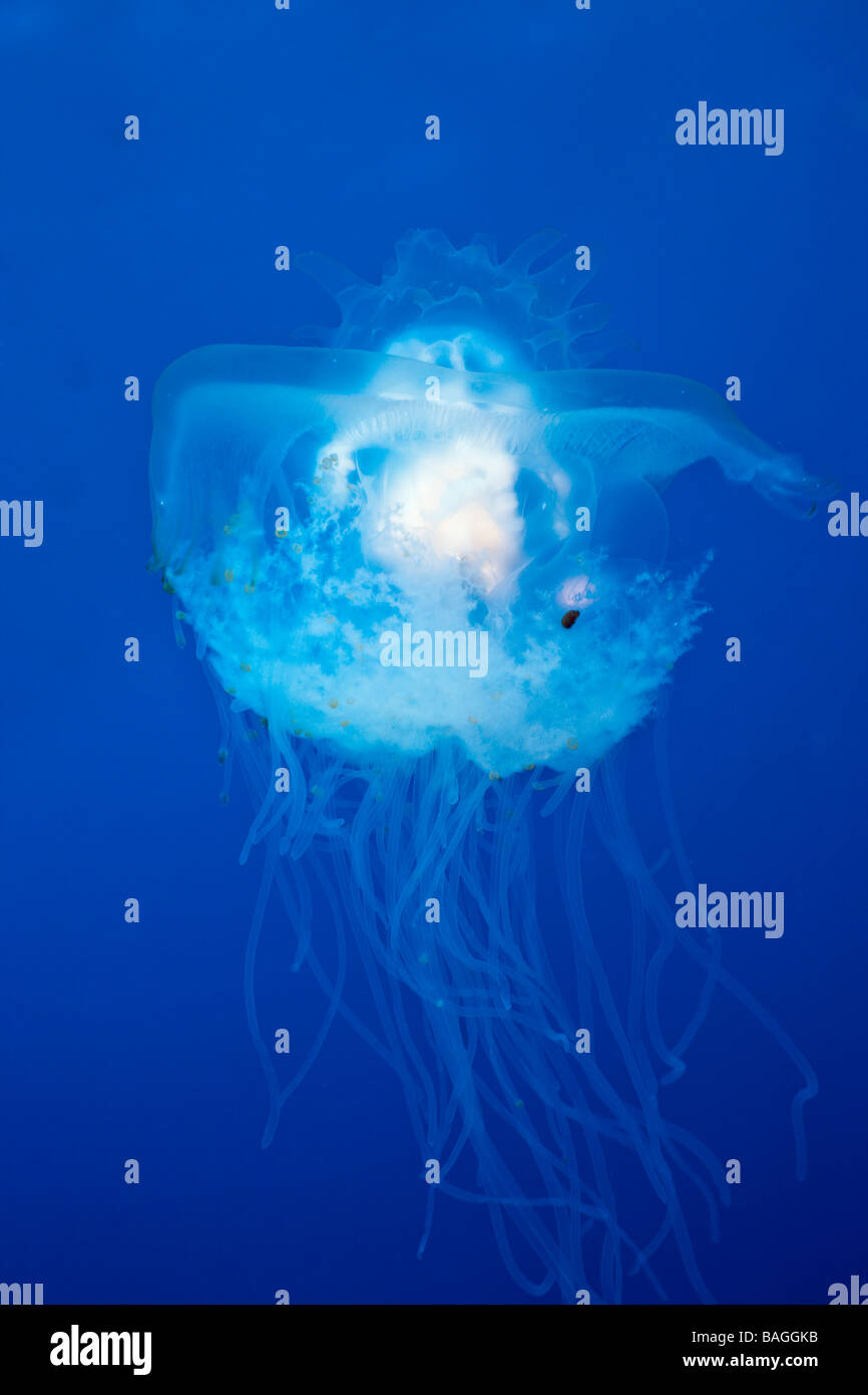 Transparent Crown Jellyfish Netrostoma setouchina Blue Corner Micronesia Palau Stock Photo