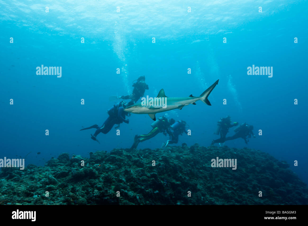Diver observe Grey Reef Shark Carcharhinus amblyrhynchos Blue Corner Micronesia Palau Stock Photo