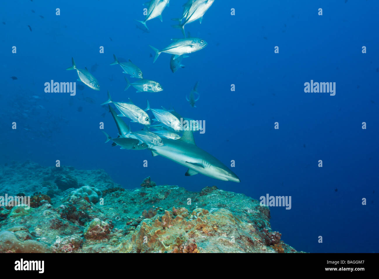 Jackfishes edge Grey Reef Shark Carcharhinus amblyrhynchos Blue Corner Micronesia Palau Stock Photo