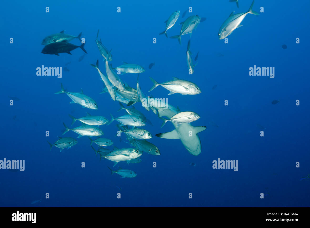 Jack fish corner hi-res stock photography and images - Alamy