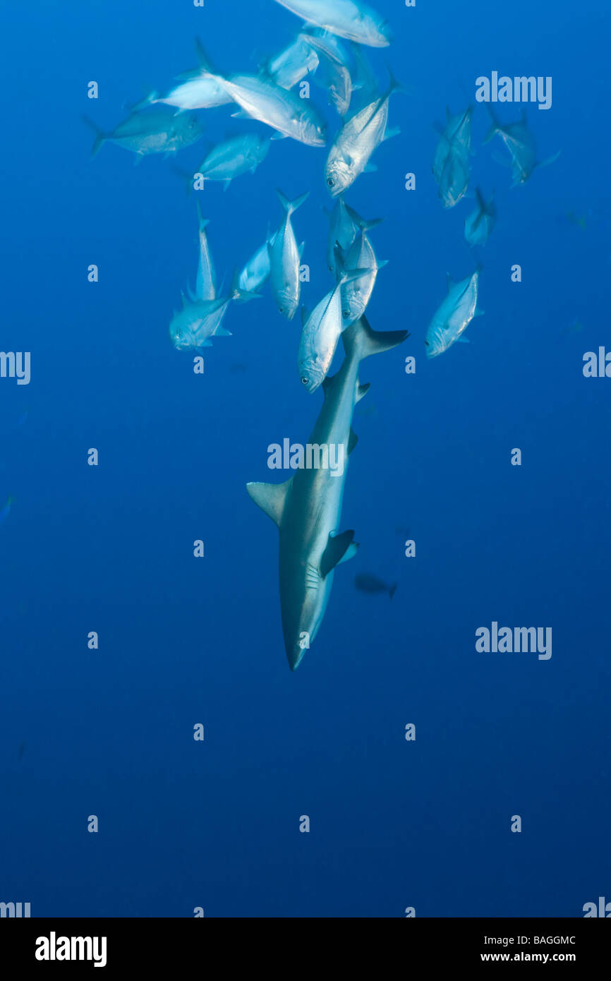 Jackfishes edge Grey Reef Shark Carcharhinus amblyrhynchos Blue Corner Micronesia Palau Stock Photo
