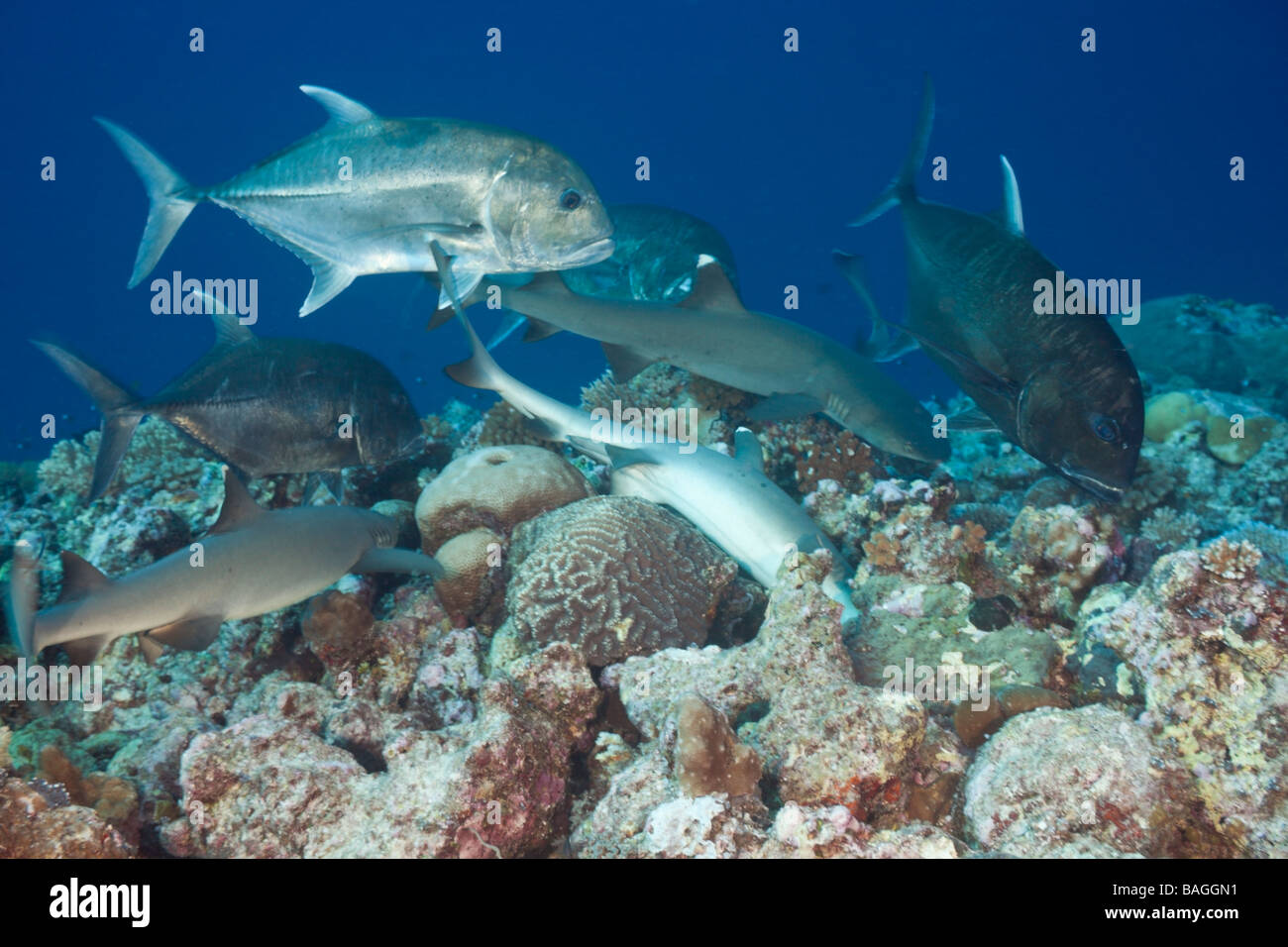 Sharks and Giant Trevally hunting together Triaenodon obesus Caranx ignobilis Blue Corner Micronesia Palau Stock Photo