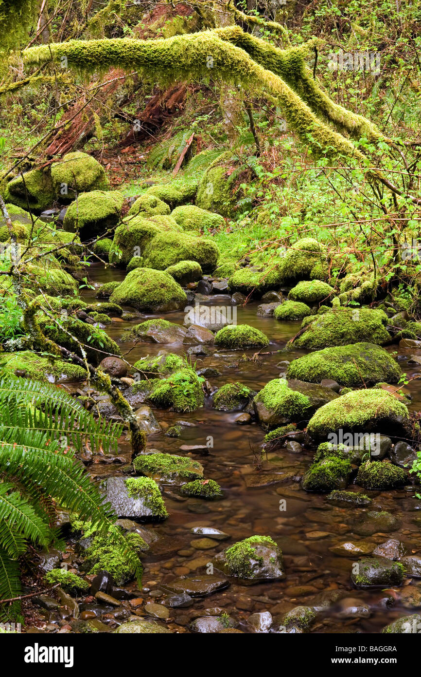 Creek with moss covered rocks Beacon Rock State Park, North Bonneville, Washington Stock Photo
