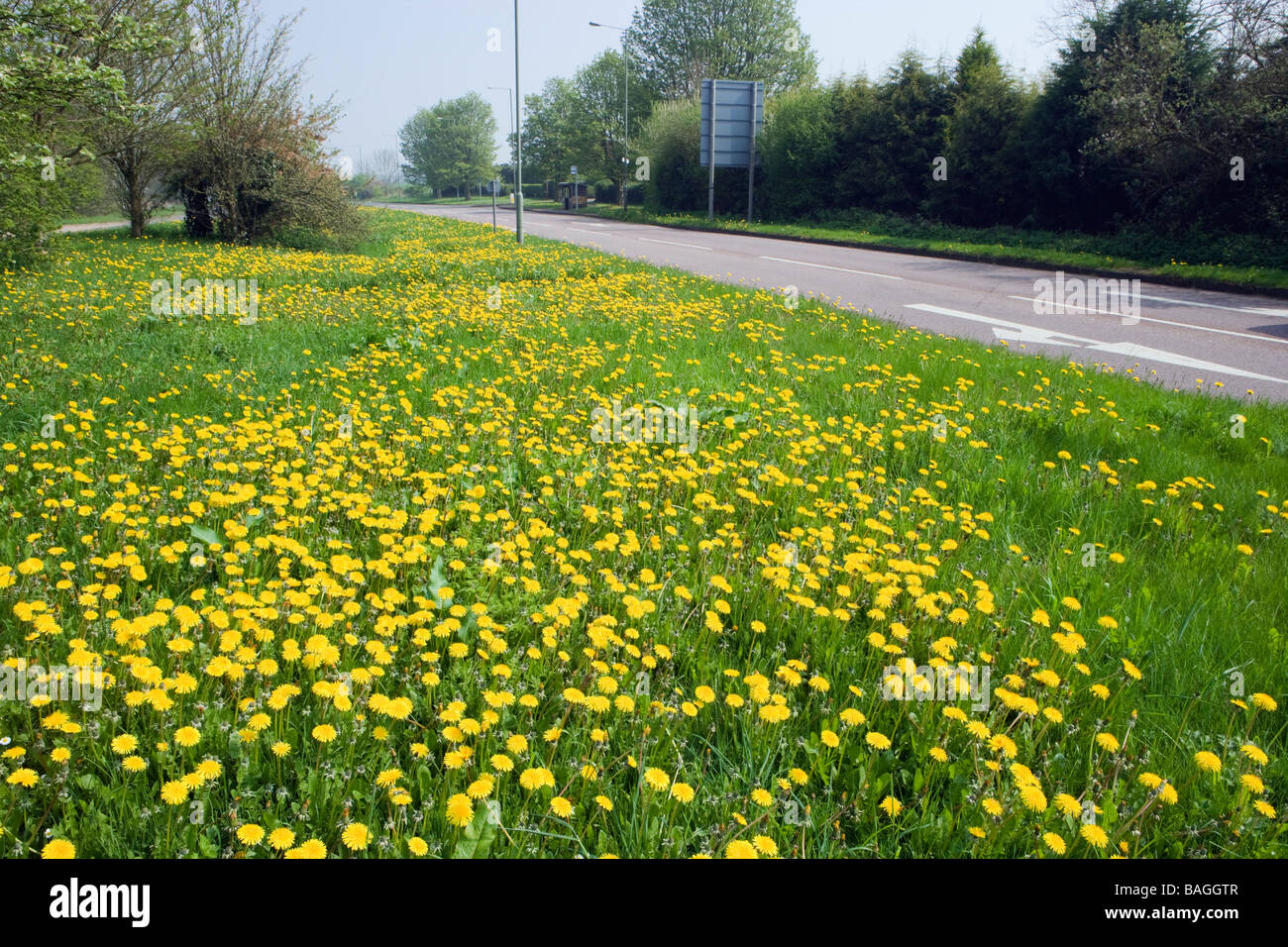 Dandelions beside road. Surrey, UK Stock Photo