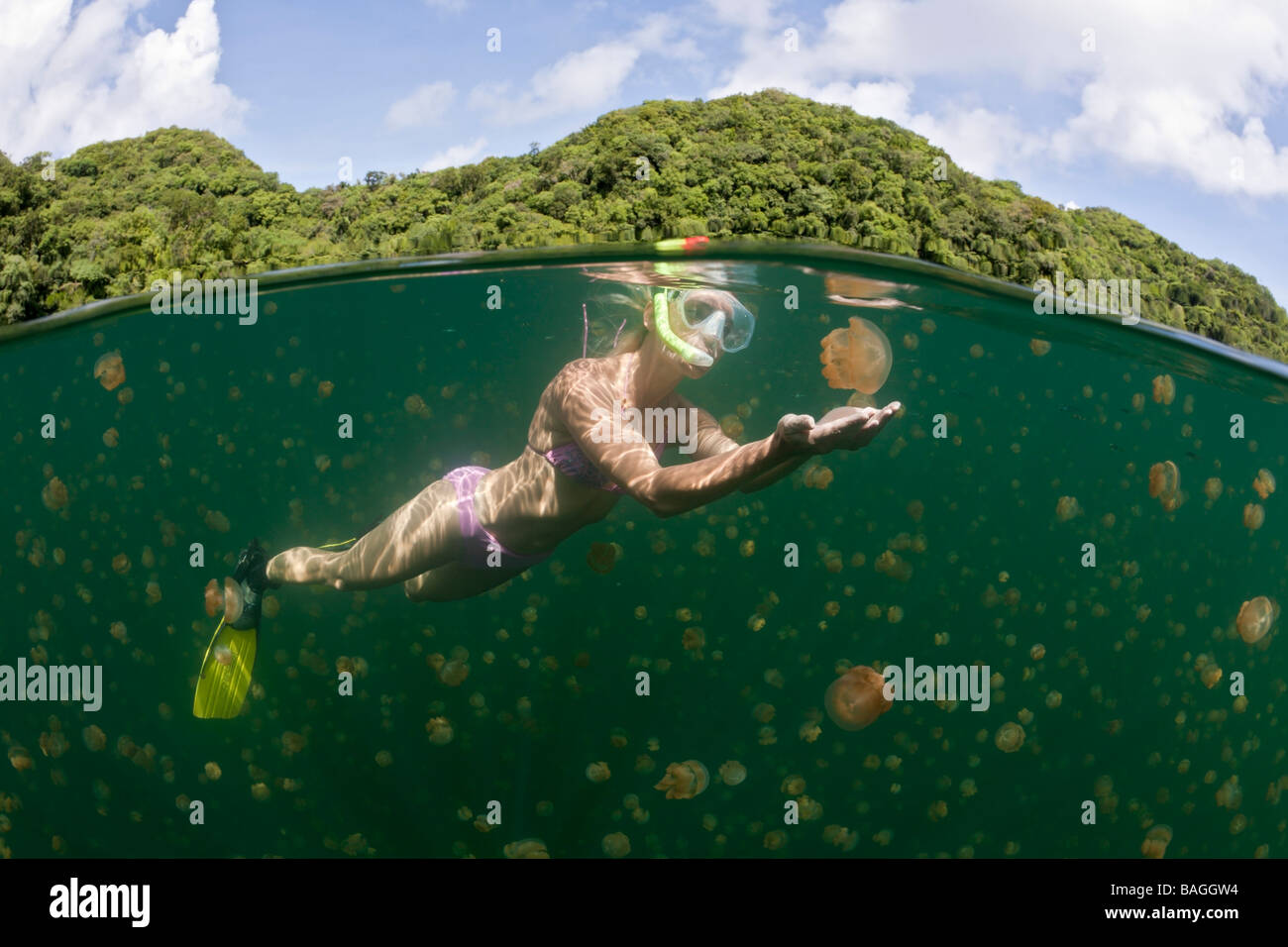 Skin Diving with harmless Jellyfish Mastigias papua etpisonii Jellyfish