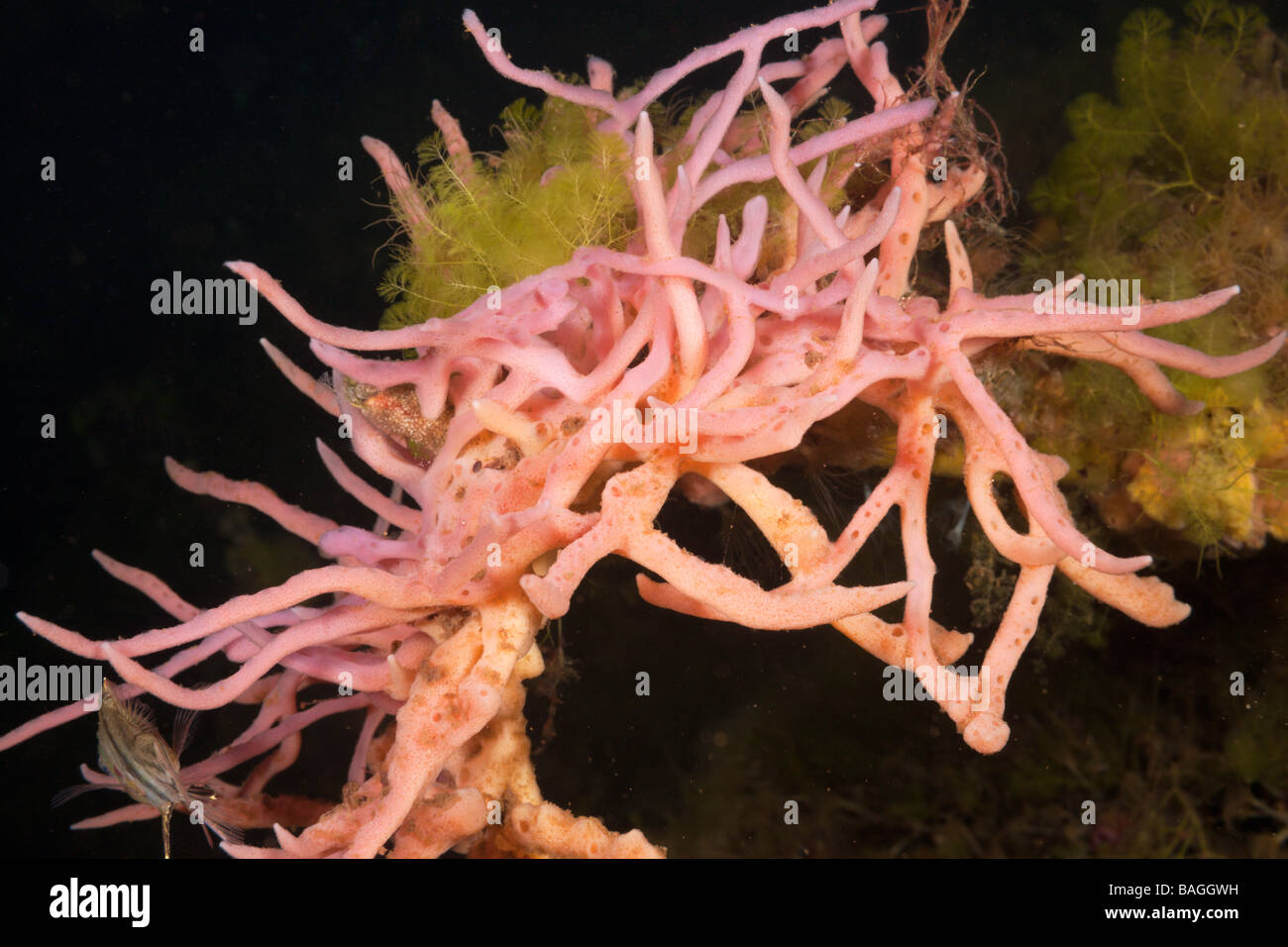 Sponge in Jellyfish Lake Jellyfish Lake Micronesia Palau Stock Photo