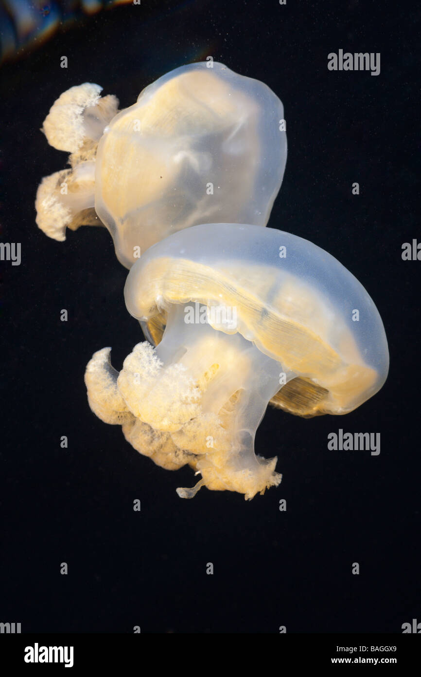 Jellyfish in Marine Lake Mastigias papua etpisonii Jellyfish Lake Micronesia Palau Stock Photo