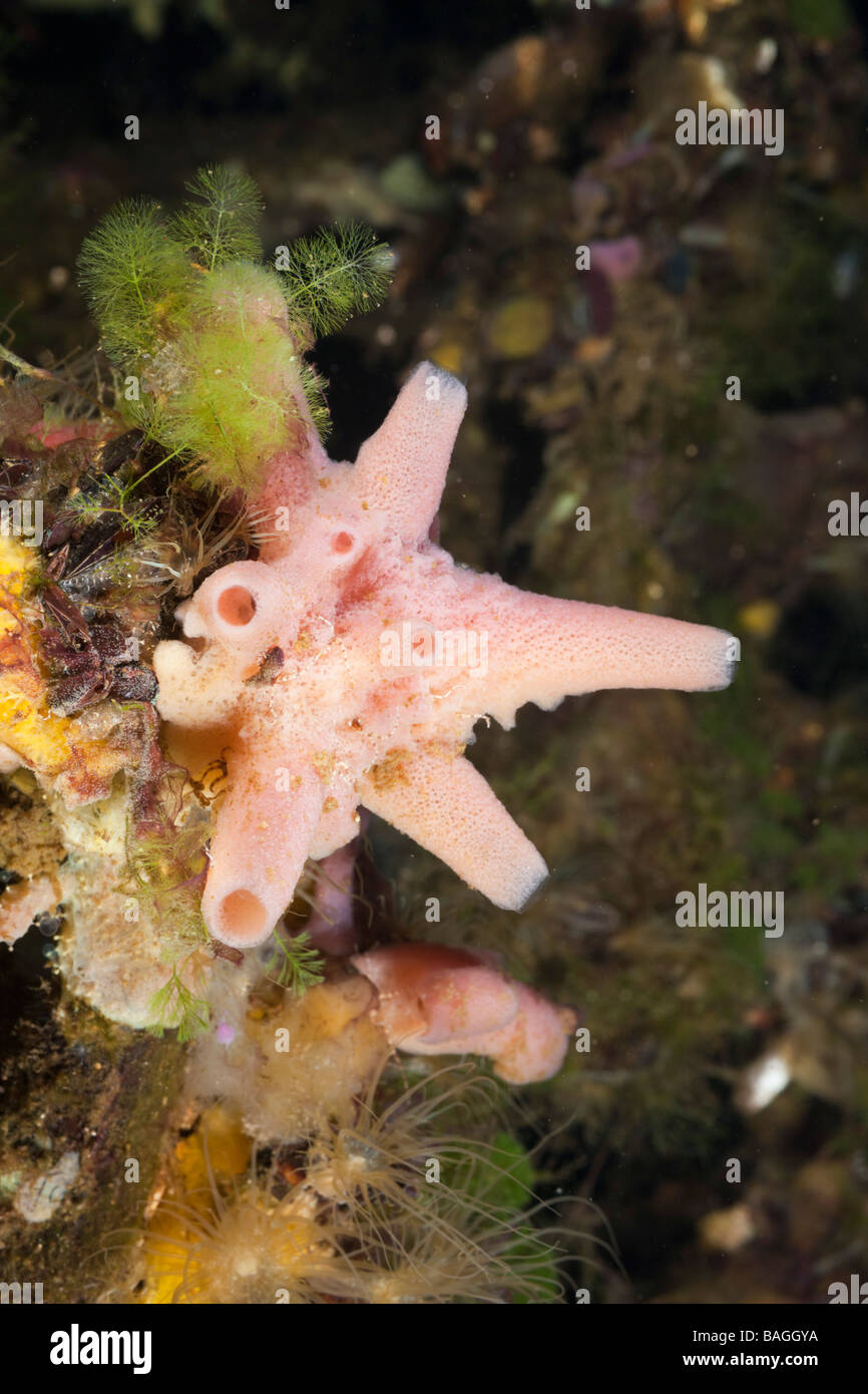 Sponge in Jellyfish Lake Jellyfish Lake Micronesia Palau Stock Photo