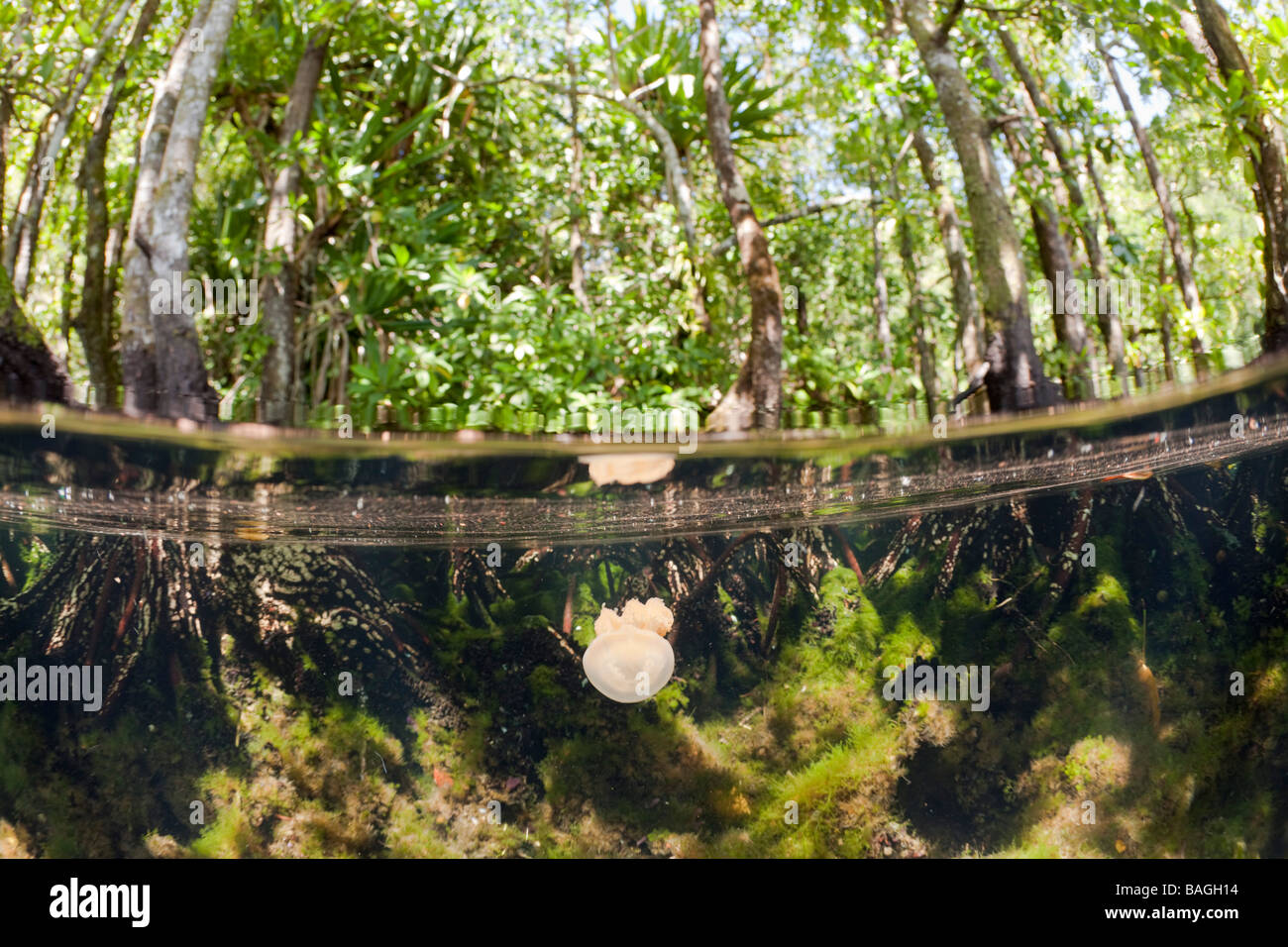 Jellyfish in Mangrove Area Mastigias papua etpisonii Jellyfish Lake Micronesia Palau Stock Photo